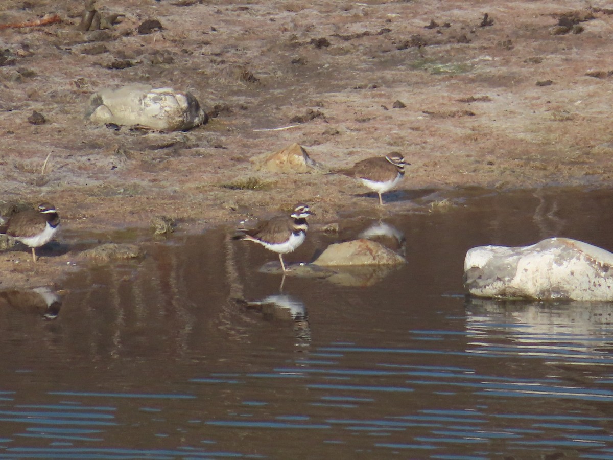 Killdeer - ML644762374
