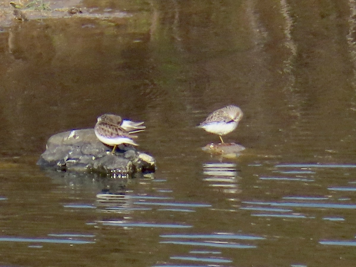 Least Sandpiper - ML644762377