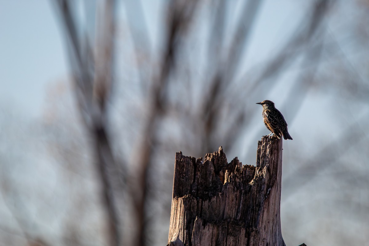European Starling - ML644762385
