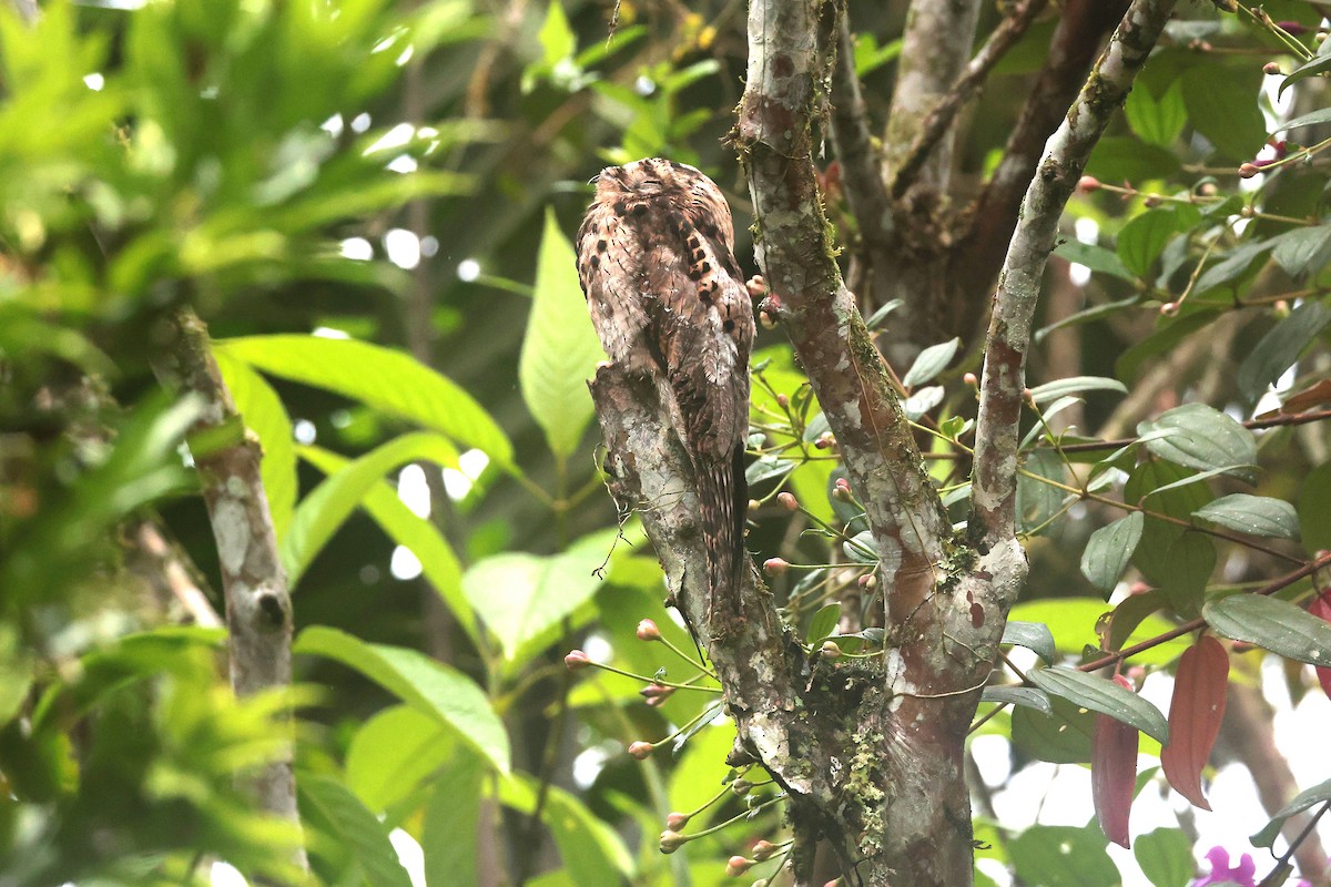 Common Potoo - ML644762388