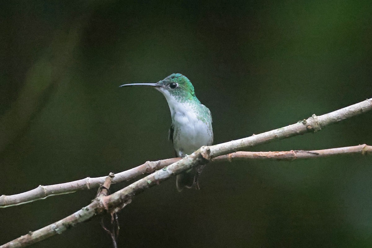 Andean Emerald - ML644762394
