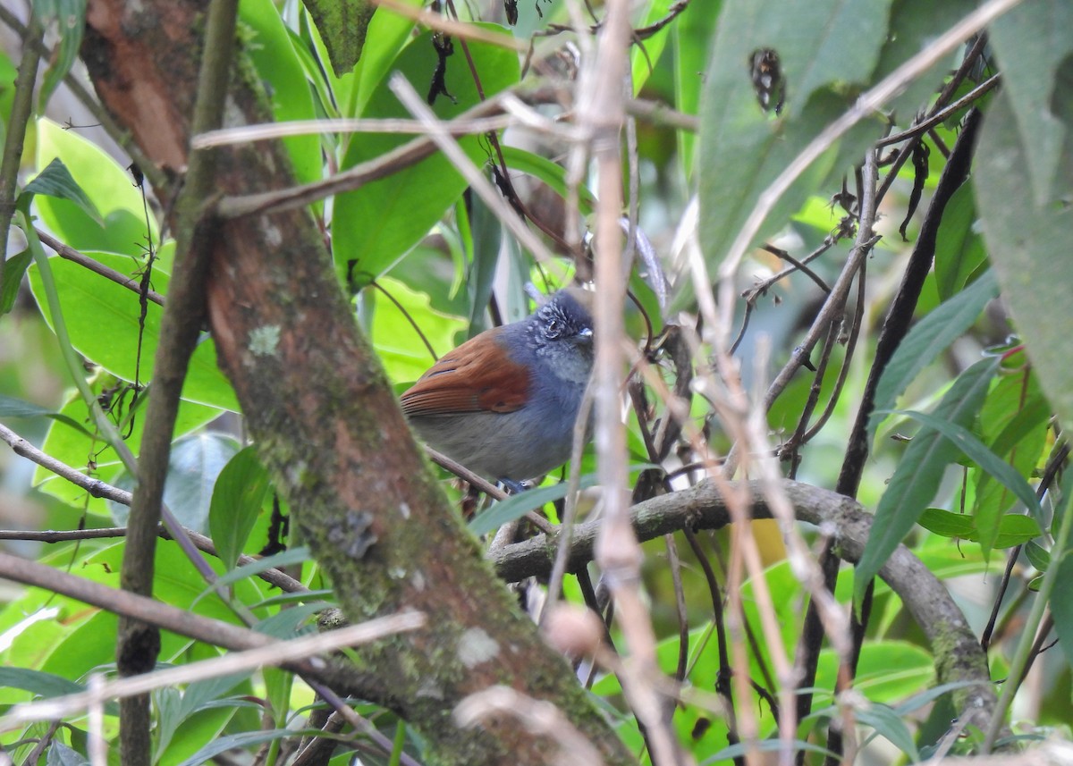Rufous-backed Antvireo - ML644762399