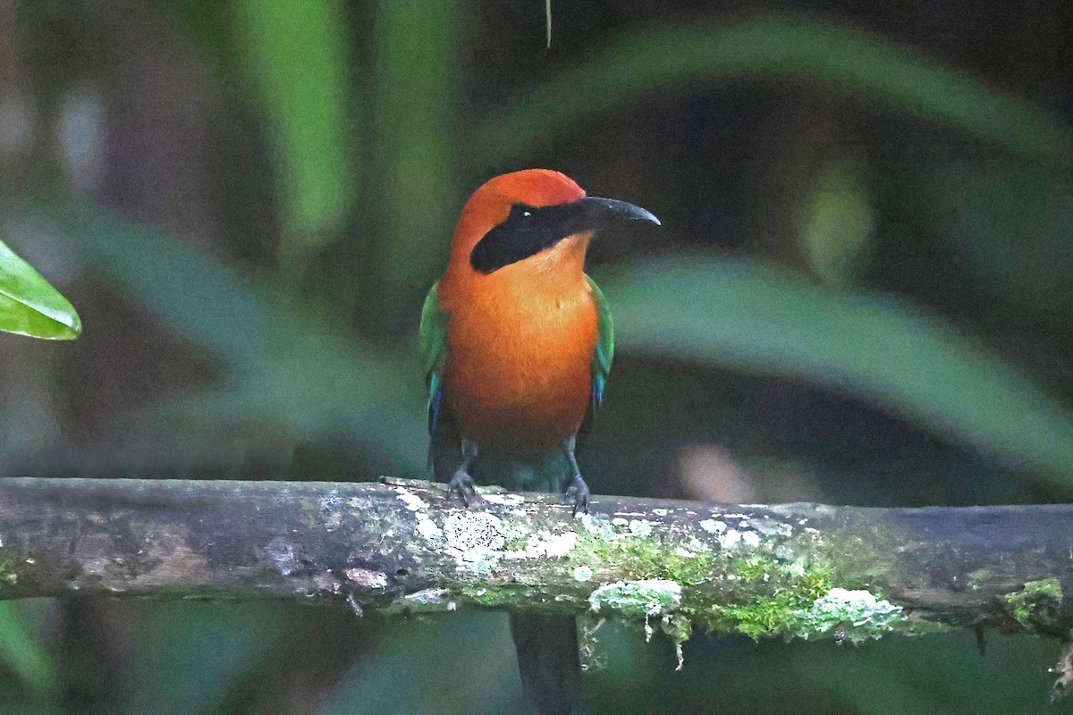 Rufous Motmot - ML644762403