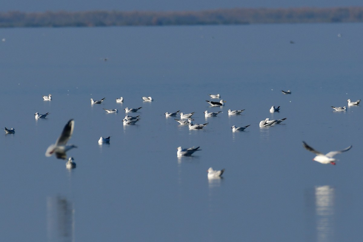 紅嘴鷗 - ML644762416