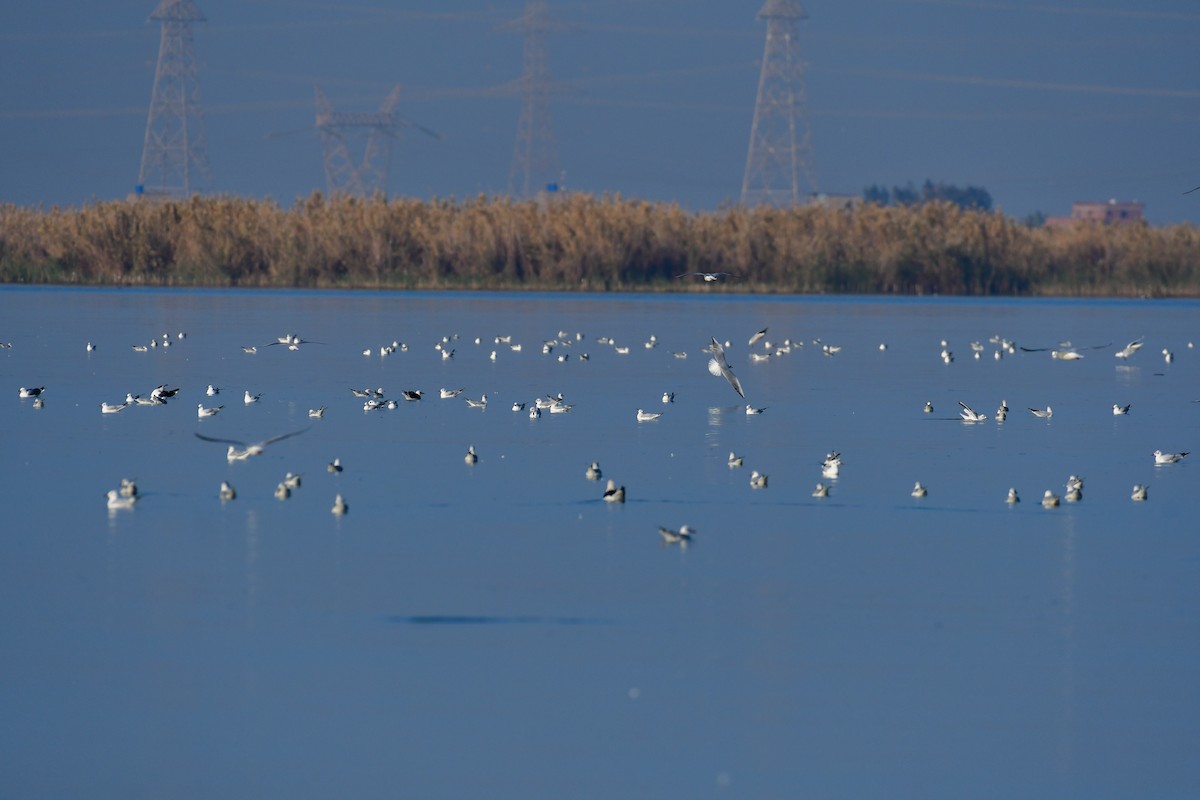 紅嘴鷗 - ML644762417