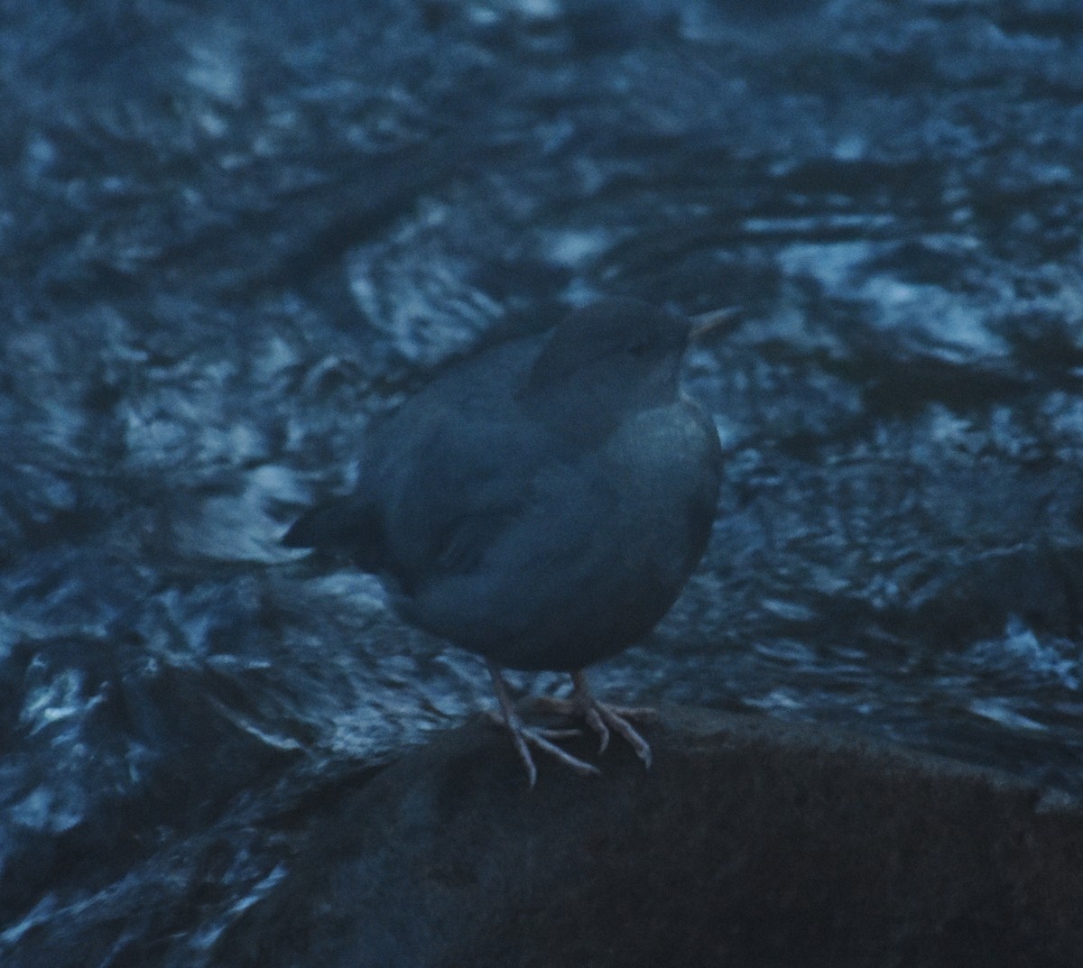 American Dipper - ML644762419