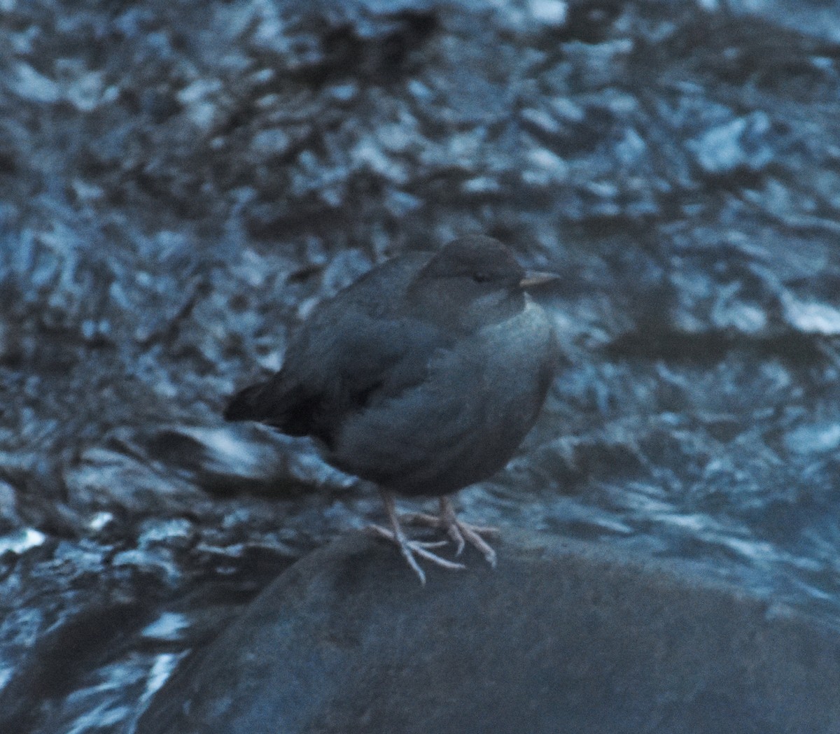 American Dipper - ML644762420