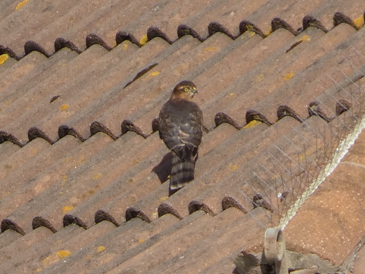 ハイタカ - ML644762439