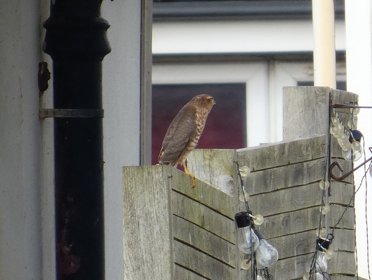 ハイタカ - ML644762440