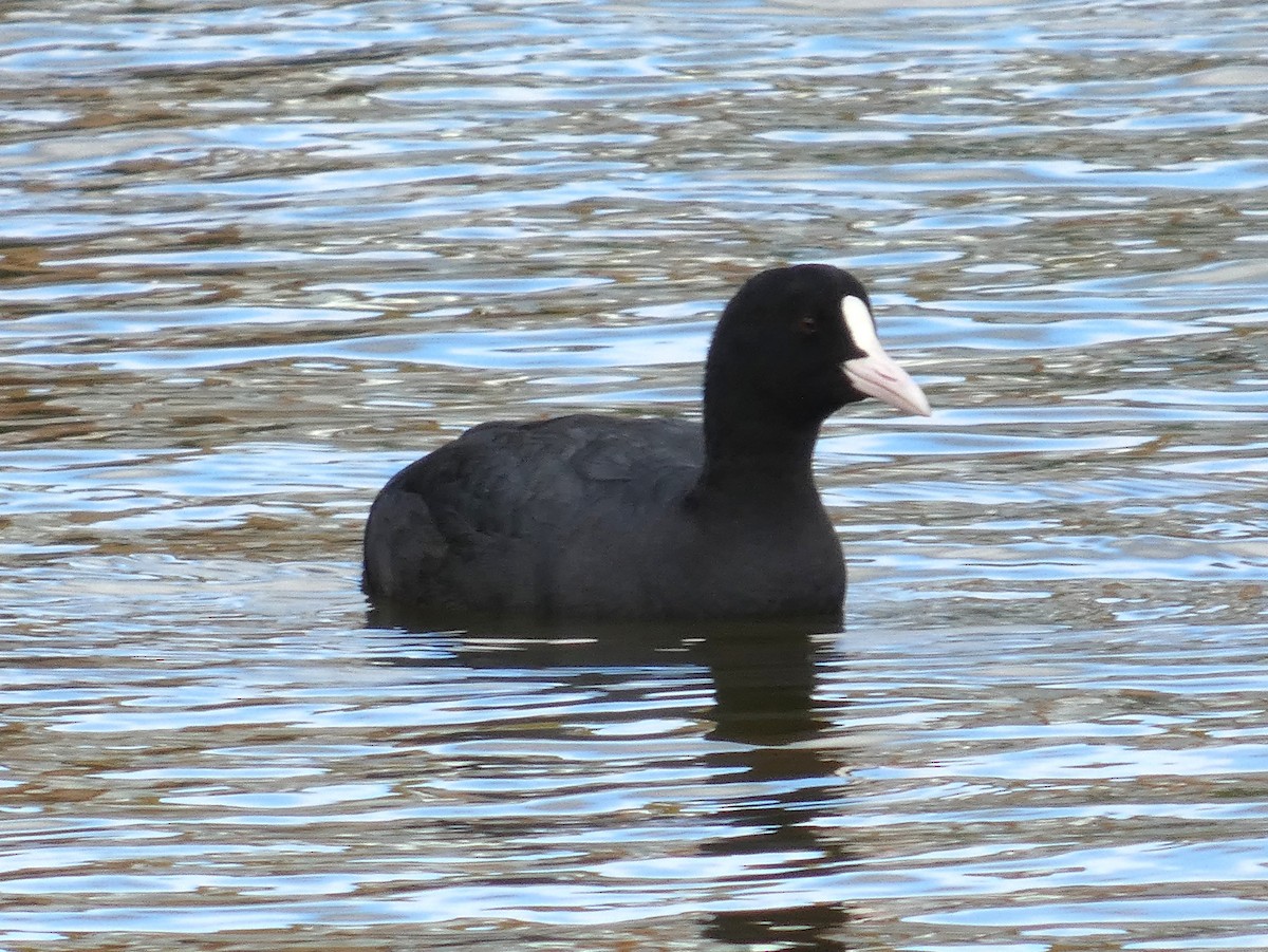 オオバン - ML644762441