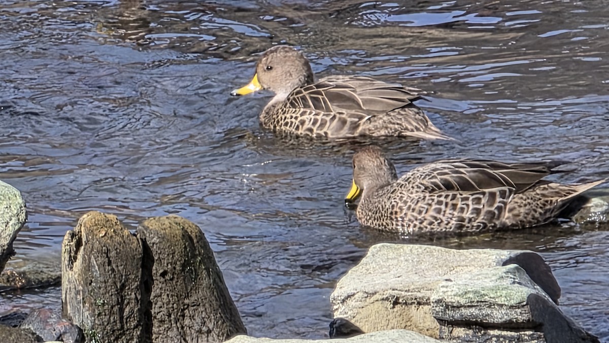 Шилохвіст жовтодзьобий (підвид georgica) - ML644762446