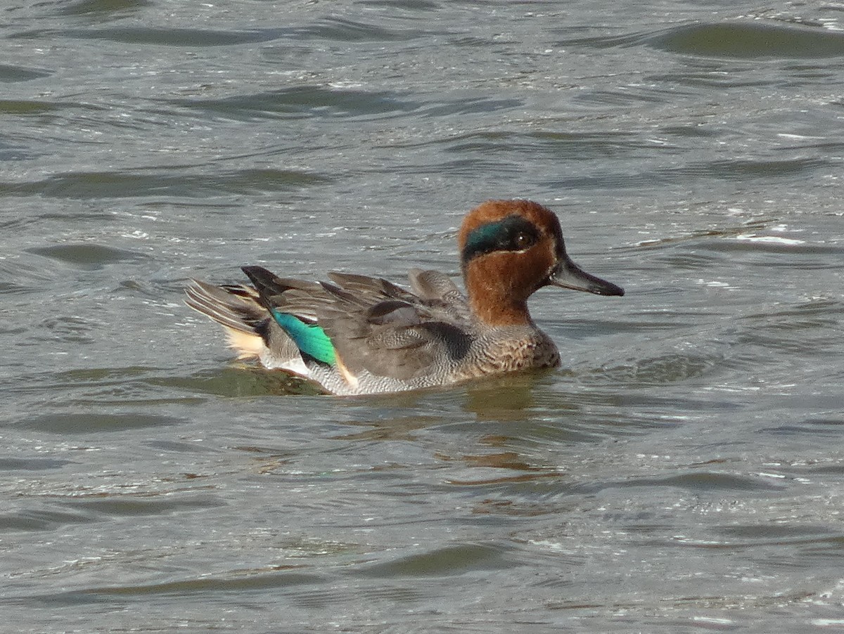 コガモ（亜種 コガモ） - ML644762448