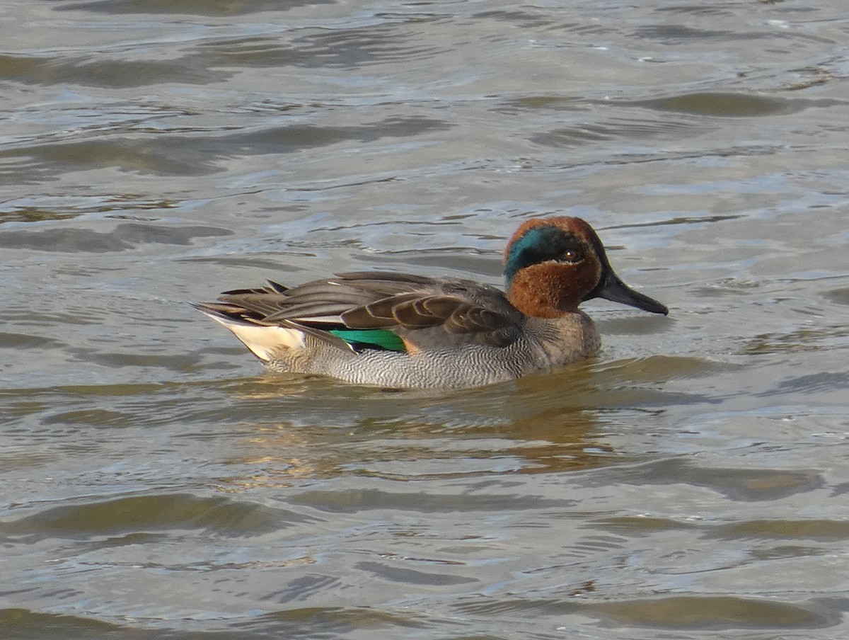 コガモ（亜種 コガモ） - ML644762449