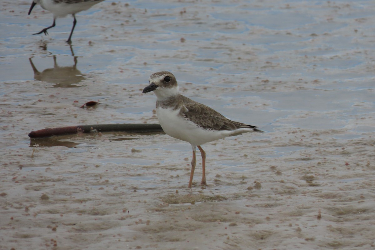 Wilson's Plover - ML644762450