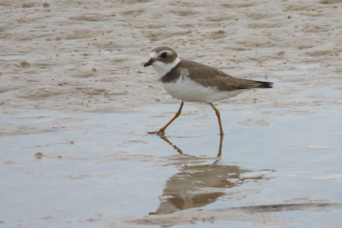 Semipalmated Plover - ML644762451