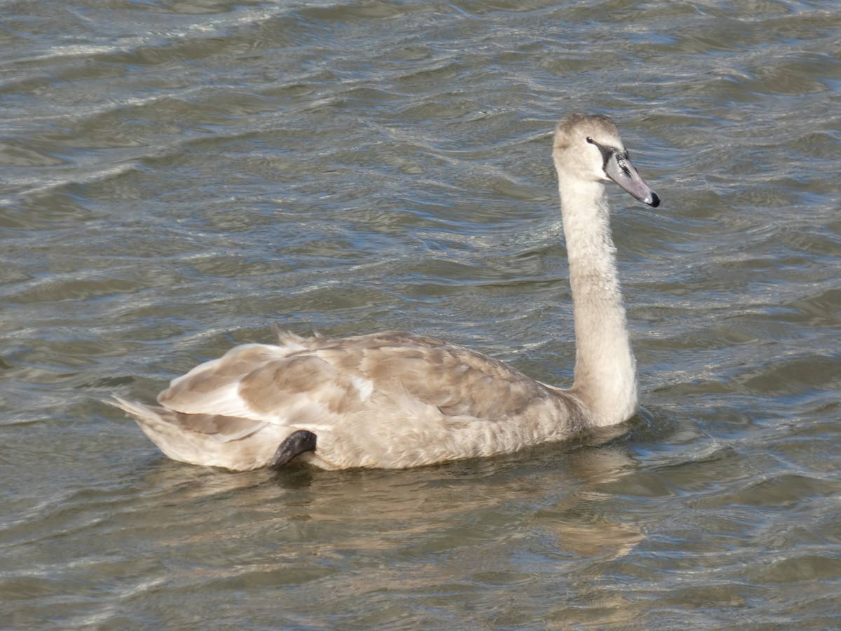 labuť velká - ML644762452