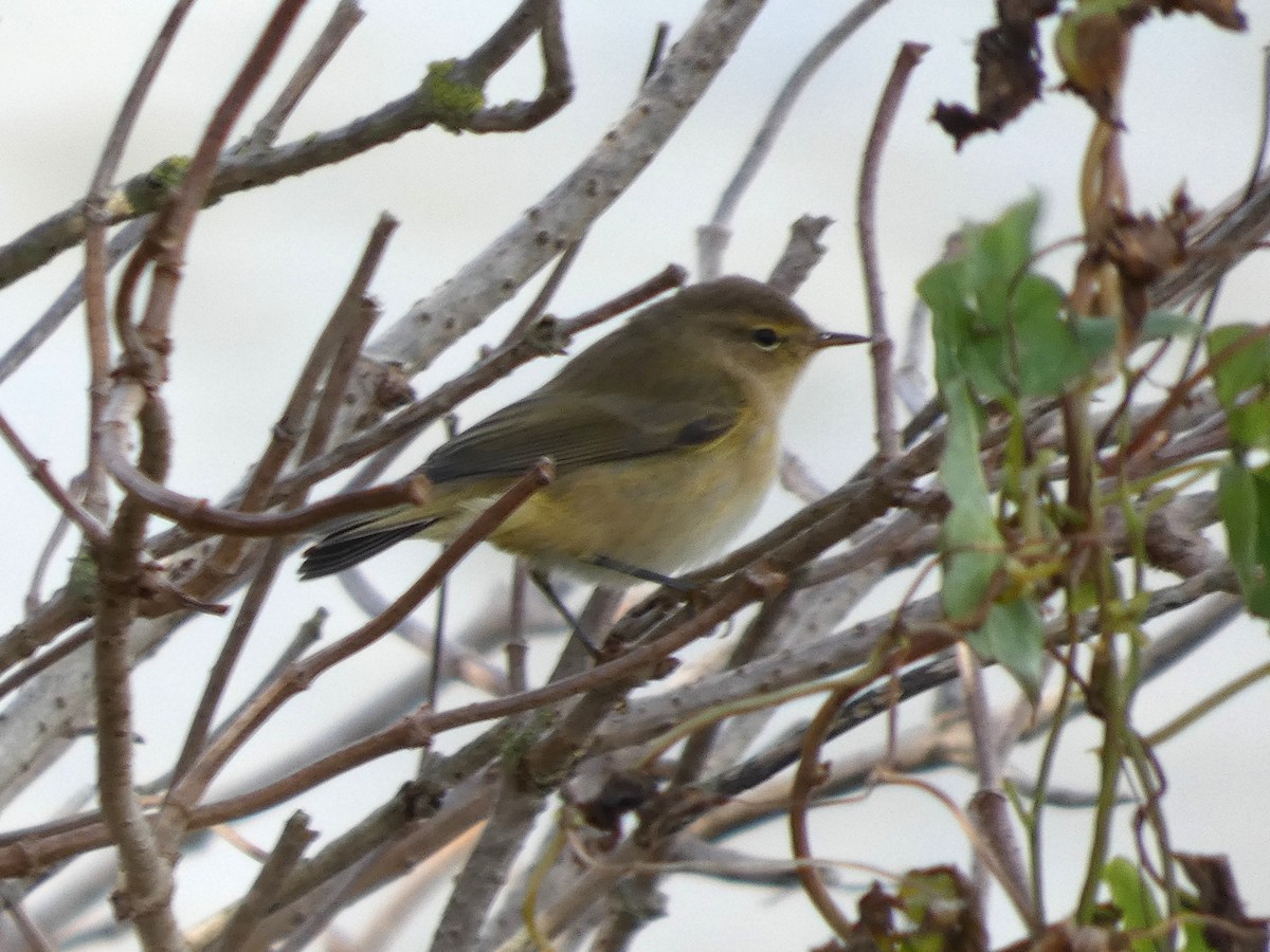 Mosquitero Común - ML644762453