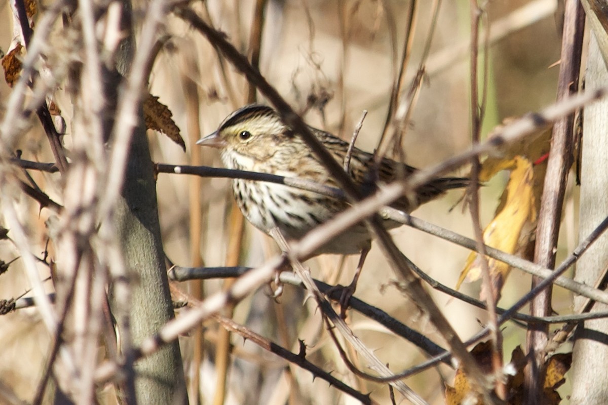 Chingolo Sabanero - ML644762455