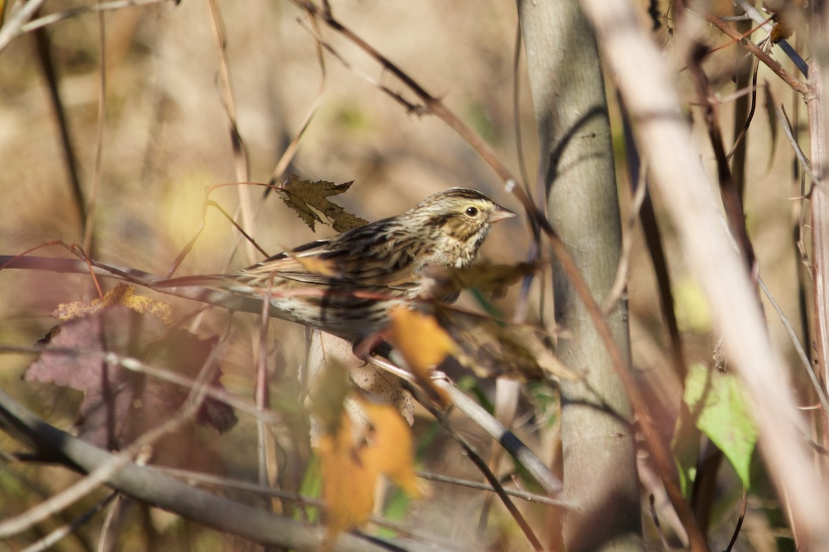 Chingolo Sabanero - ML644762456