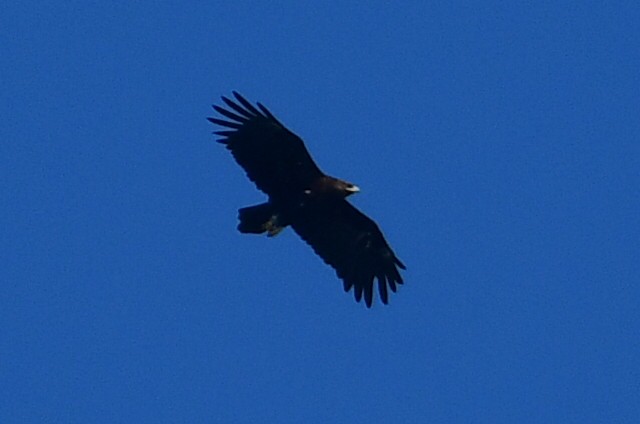 花鵰 - ML644762459