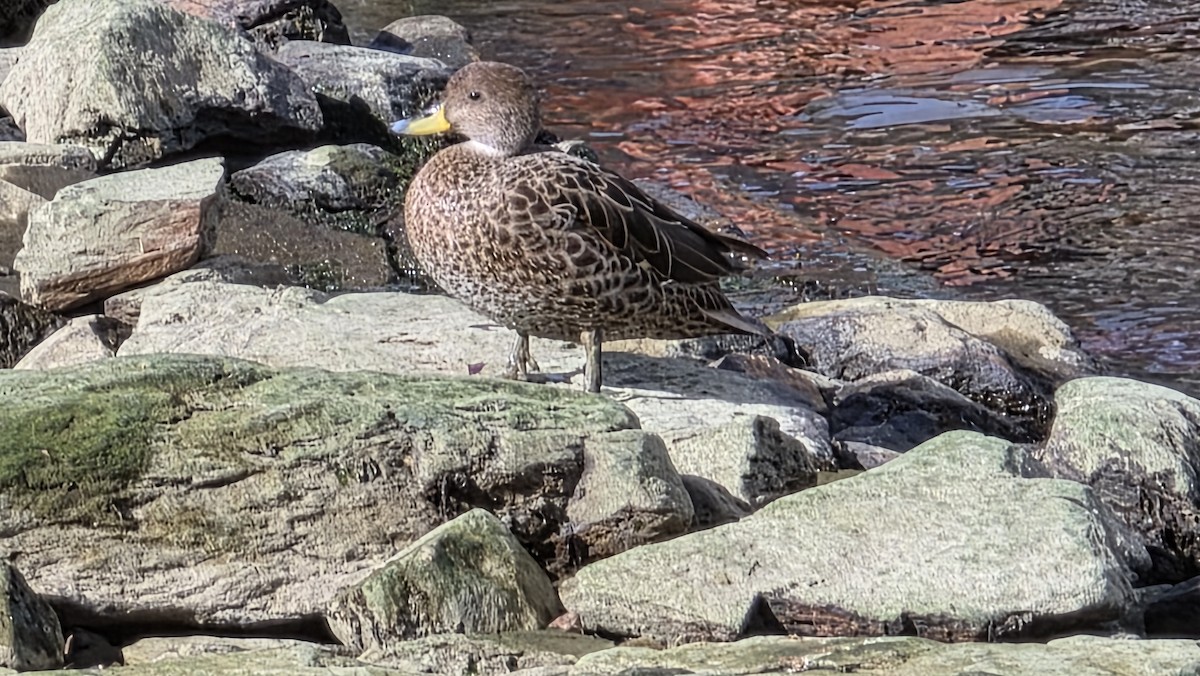 Шилохвіст жовтодзьобий (підвид georgica) - ML644762462