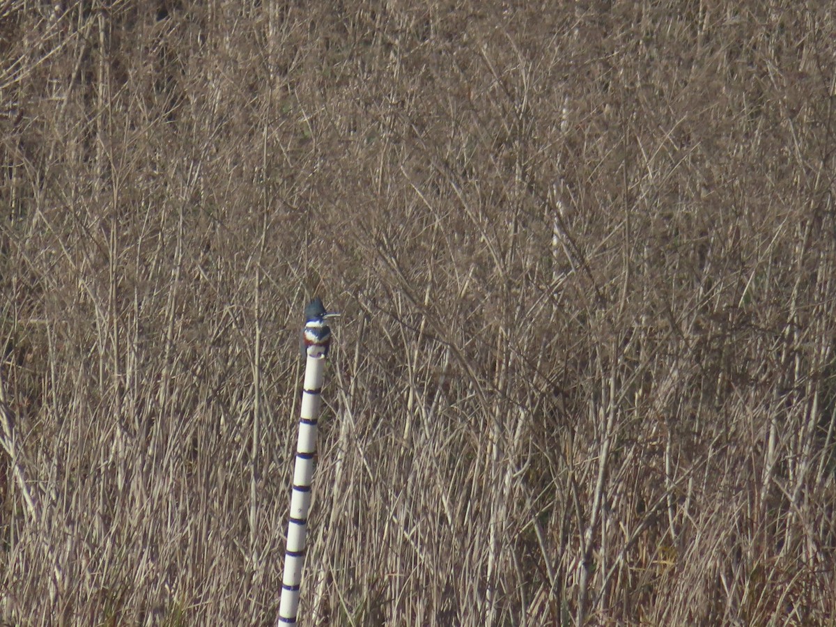Belted Kingfisher - ML644762467