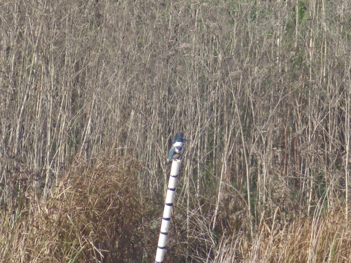 Belted Kingfisher - ML644762473