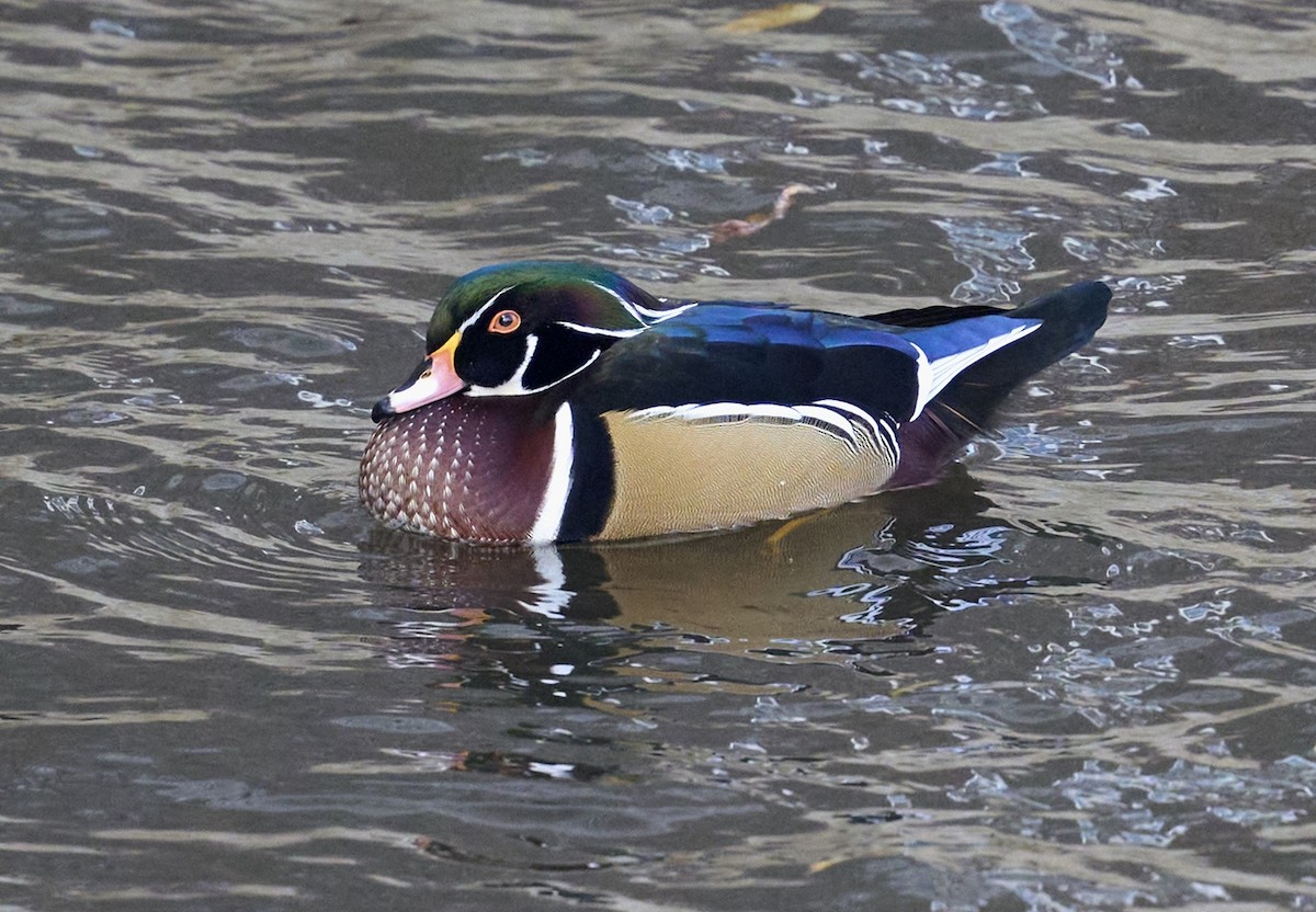 Orman Ördeği - ML644762474