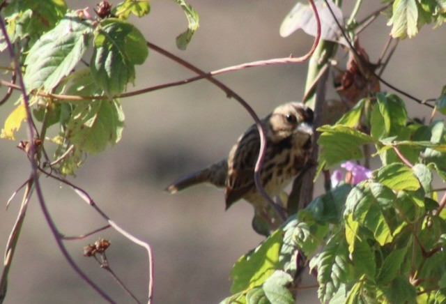 Song Sparrow - ML644762475
