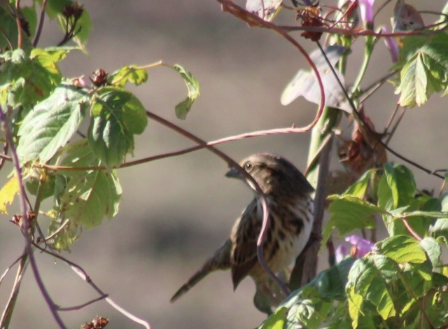 Song Sparrow - ML644762476