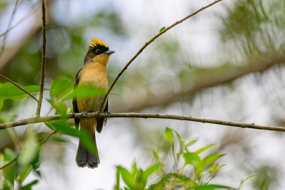 Black-goggled Tanager - ML644762479
