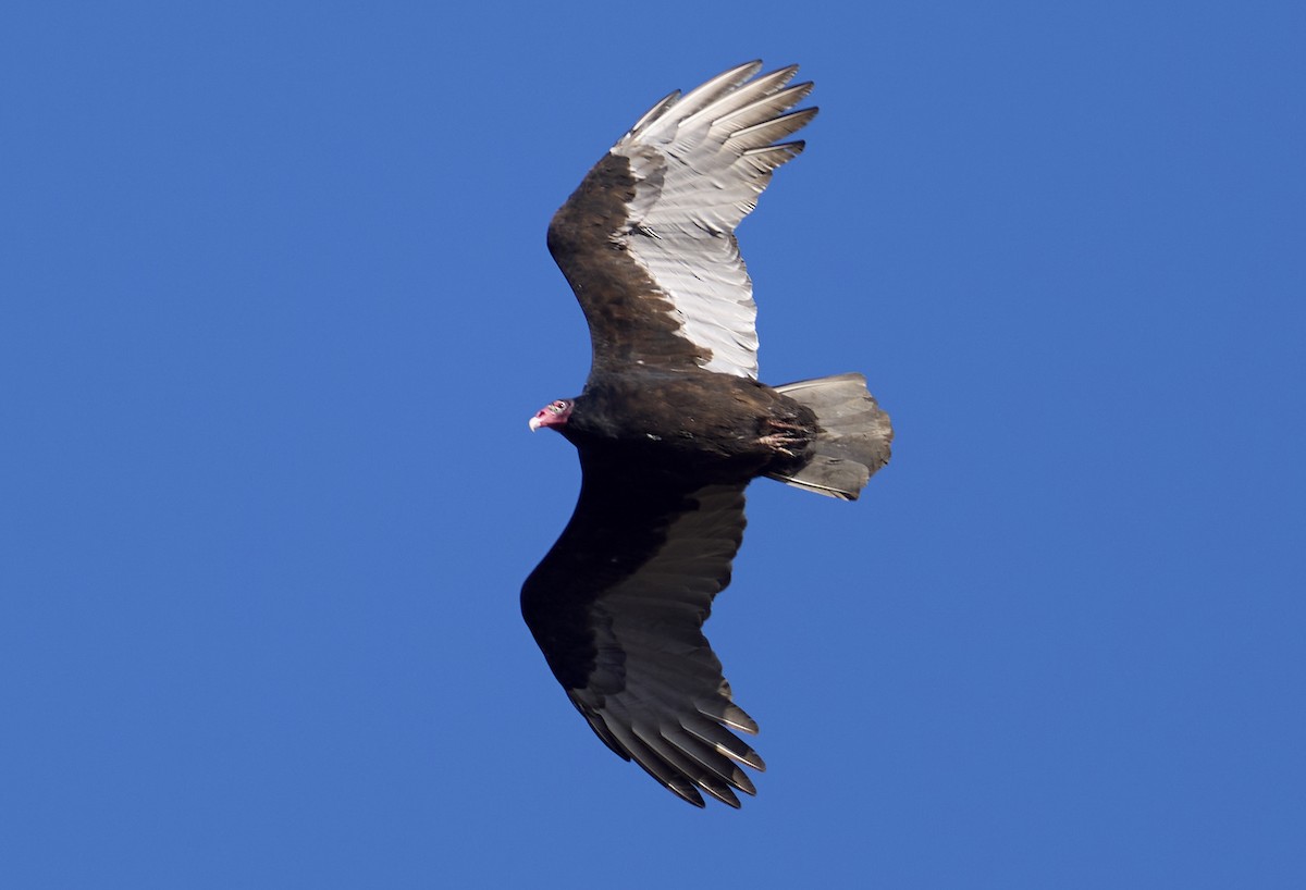 Hindi Akbabası - ML644762480