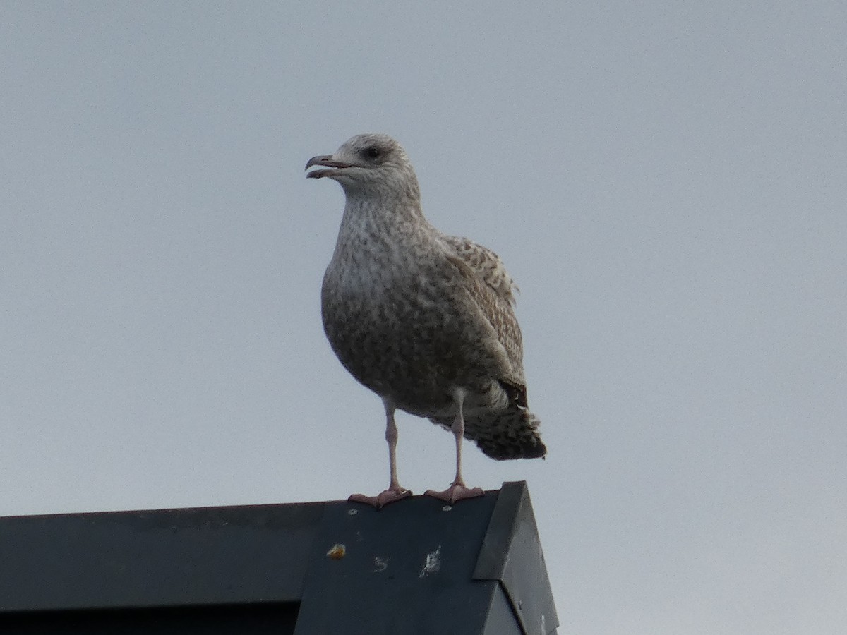 ヨーロッパセグロカモメ - ML644762489