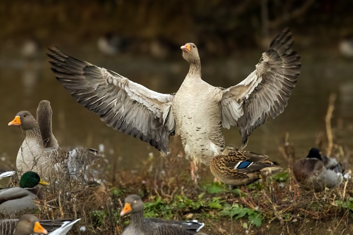 Graylag Goose - ML644762495