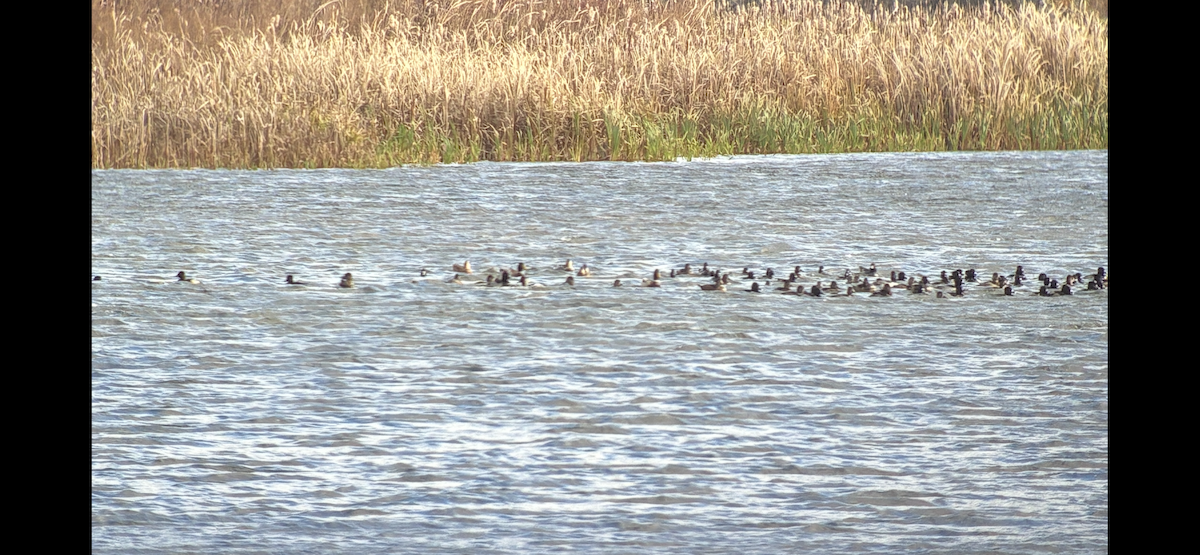 Ring-necked Duck - ML644762501