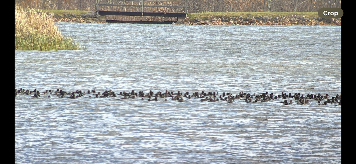 Ring-necked Duck - ML644762502