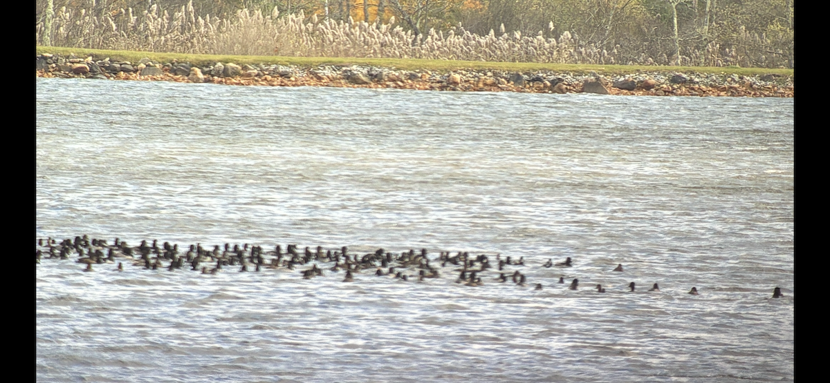 Ring-necked Duck - ML644762503