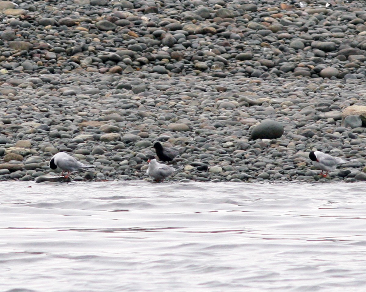 Black Tern - ML644762513