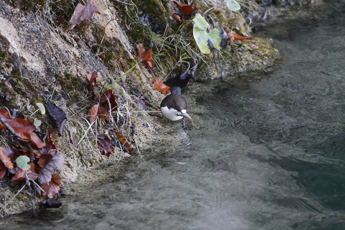 White-throated Dipper - ML644762538