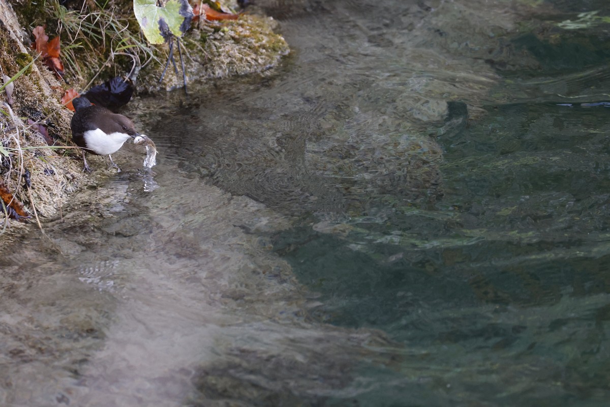 White-throated Dipper - ML644762541