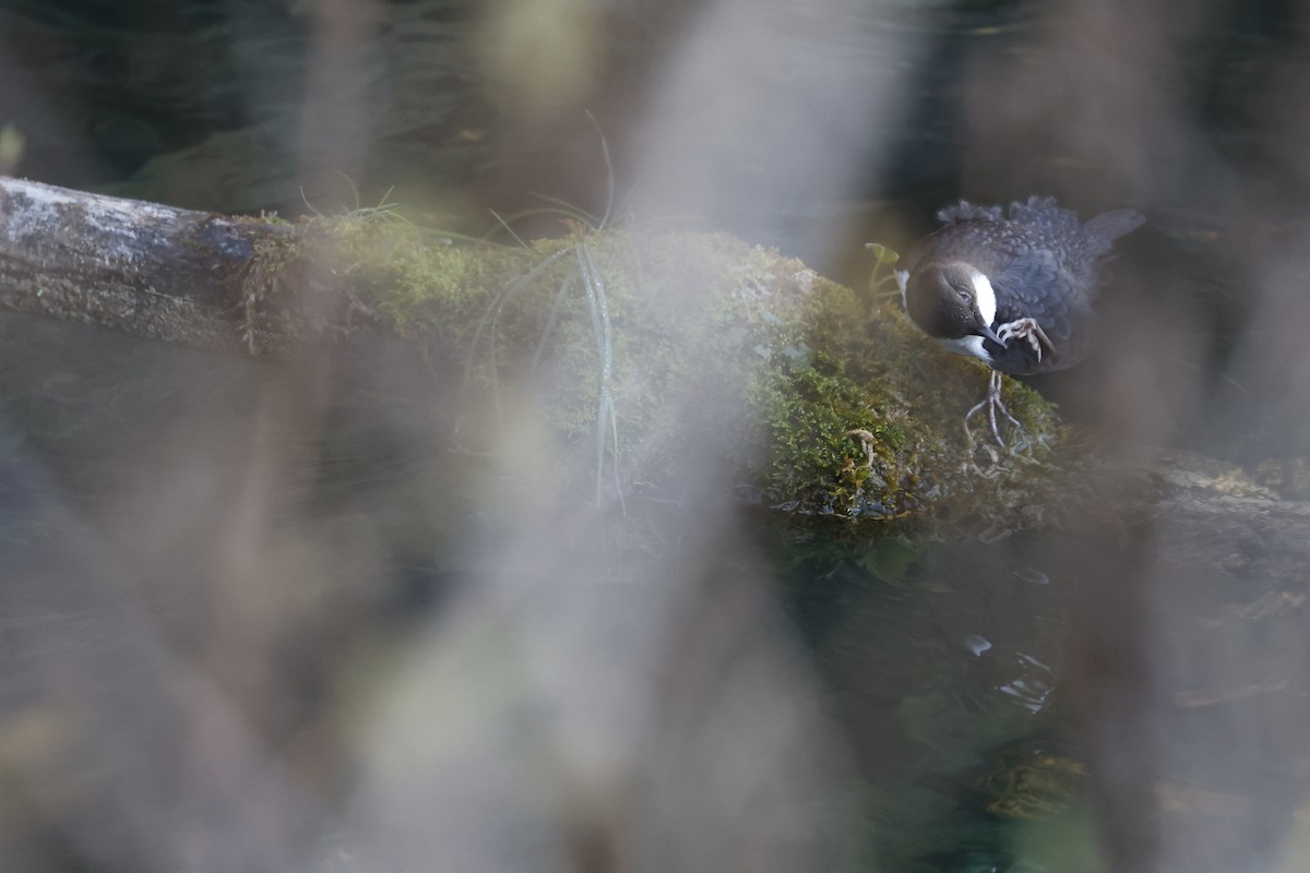 White-throated Dipper - ML644762543