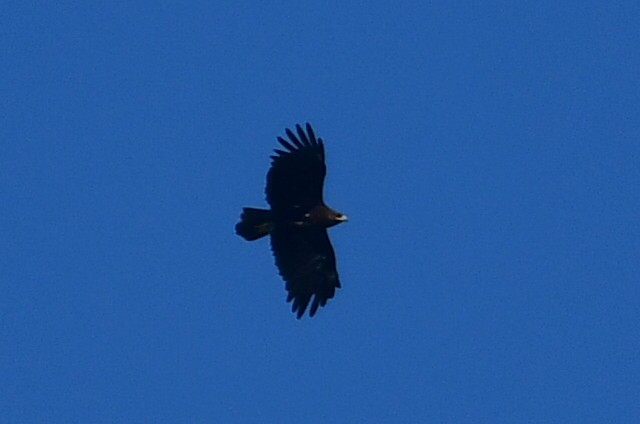 花鵰 - ML644762546