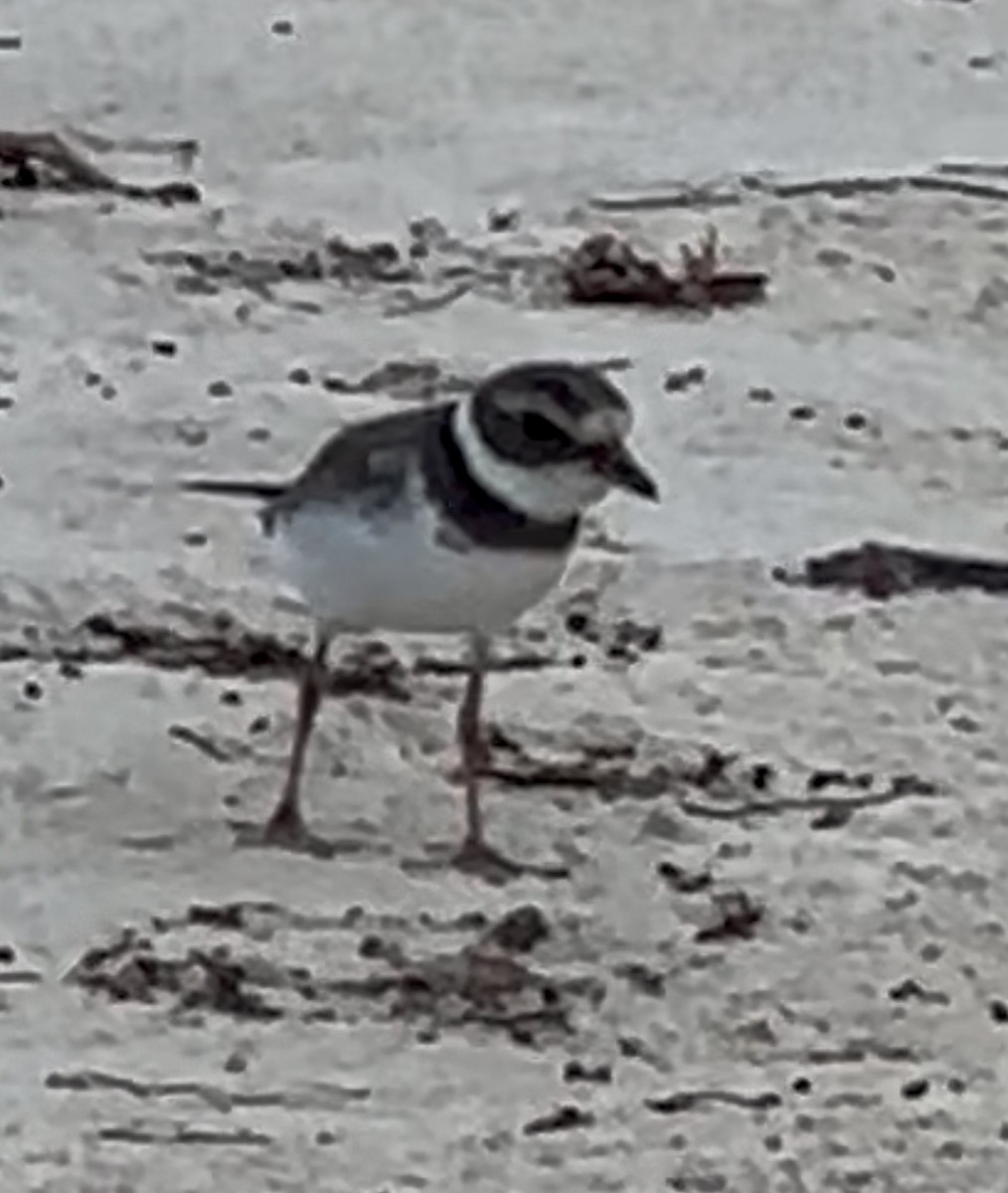 kulík kanadský - ML644762548