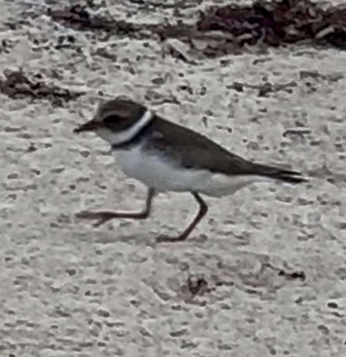 kulík kanadský - ML644762549