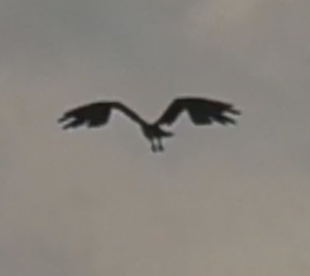 orlovec říční - ML644762556