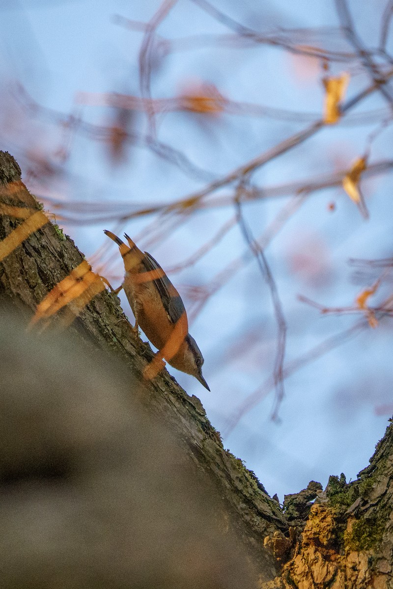 Повзик звичайний - ML644762557