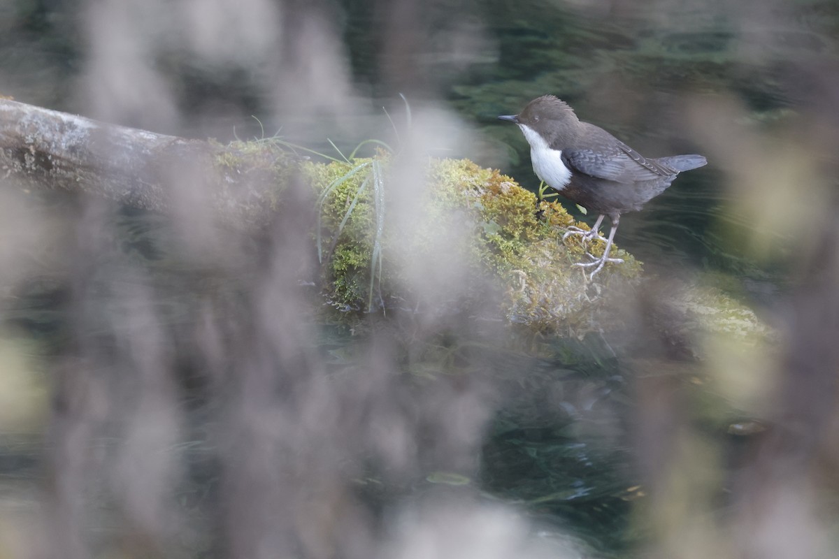 White-throated Dipper - ML644762566
