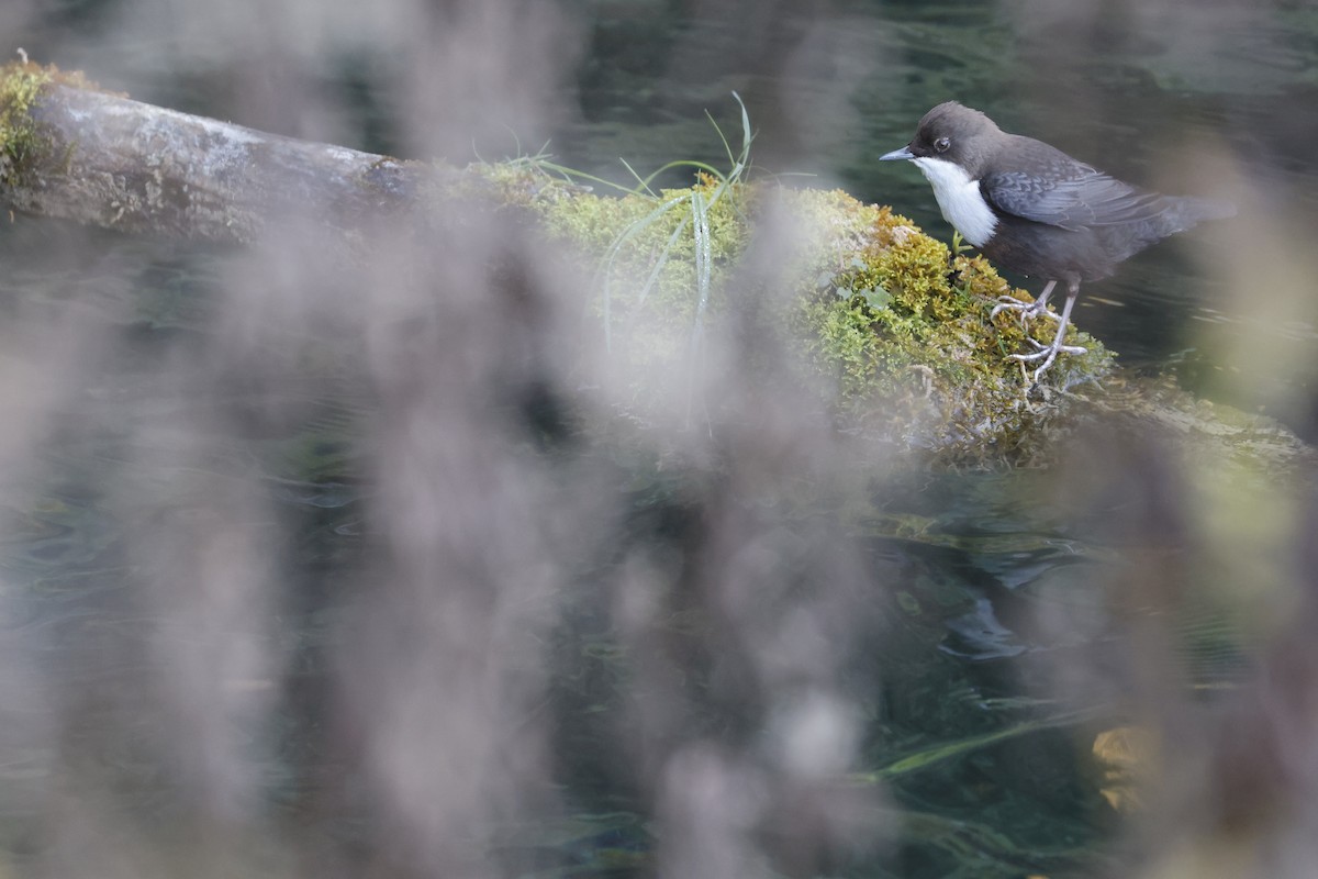 White-throated Dipper - ML644762569