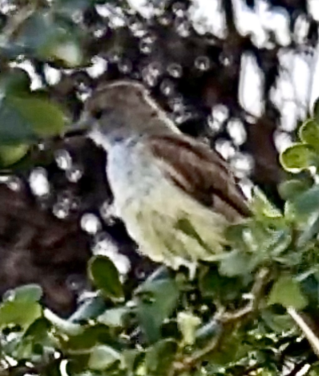 grenadatyrann - ML644762571