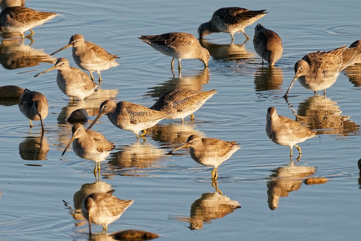 Bécassin à long bec - ML644762572